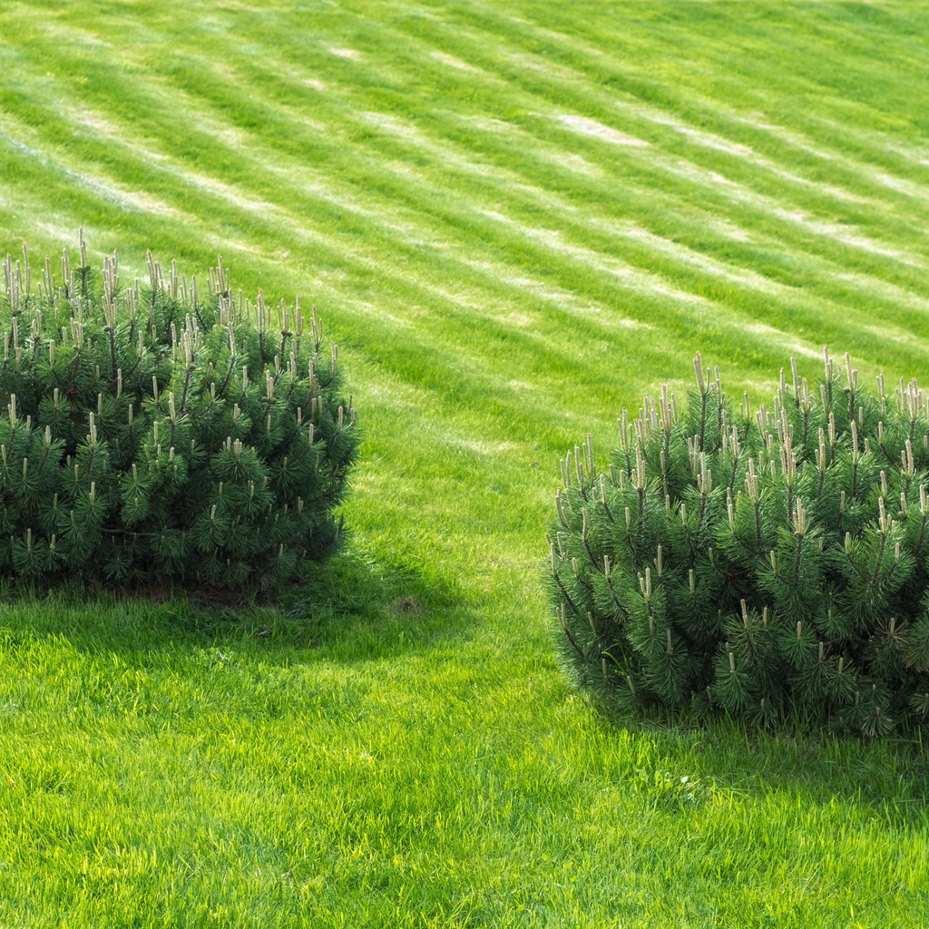 Throw and Grow Turf Mix